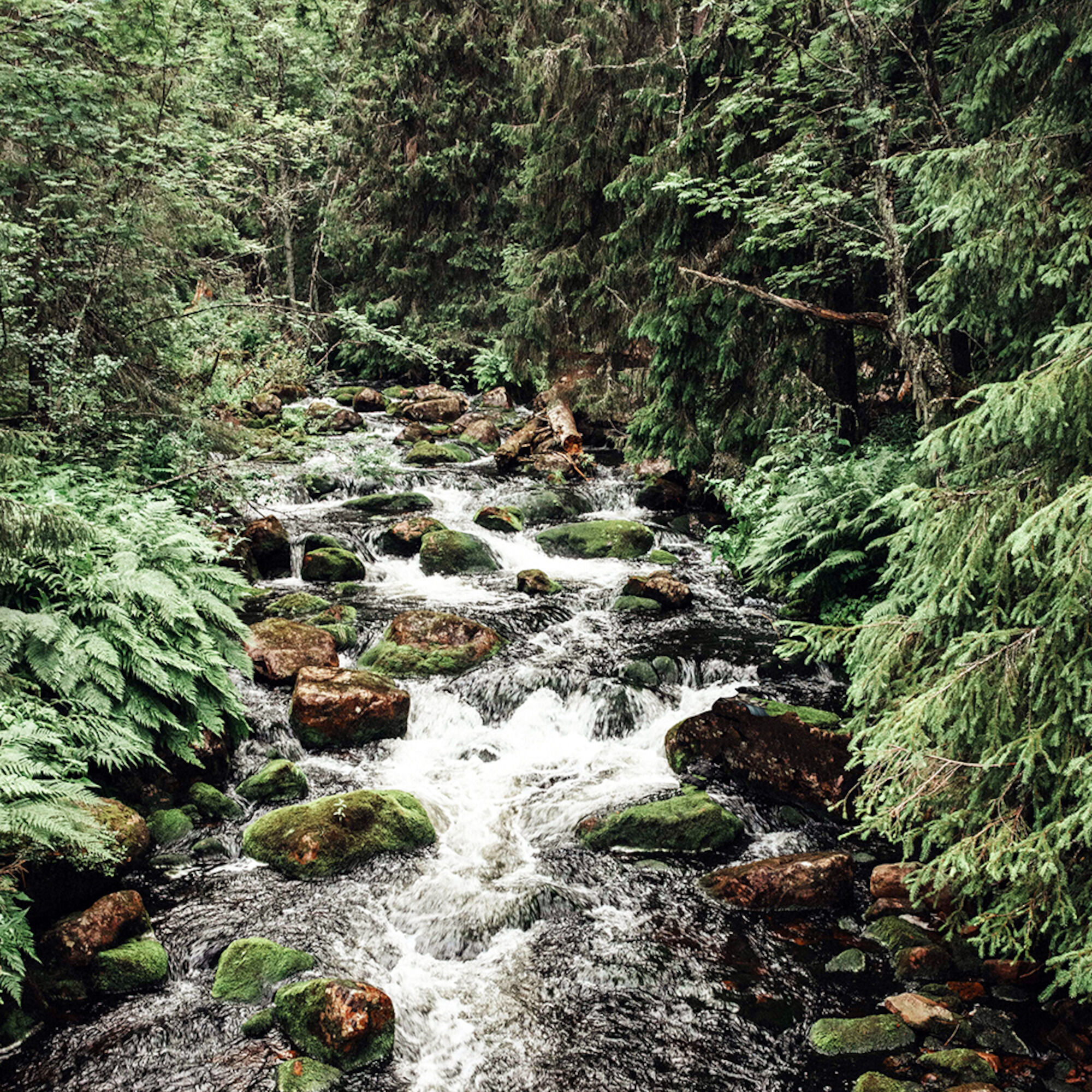 A stream in a forest.